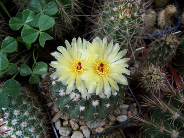 Notocactus sp.