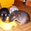 Boni, Ynko, Dzioch