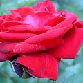 Róża z pączkiem.... #róże