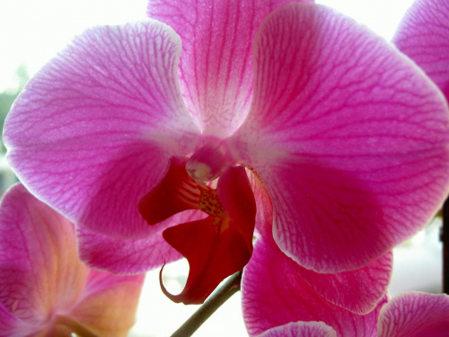 Orchidea.... #storczyki