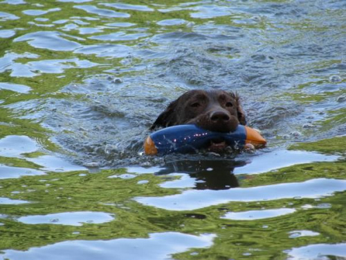 Hexa i Neska #Labrador