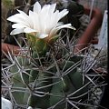 205.Gymnocalycium hybopleurum