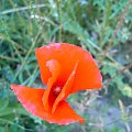 Kwiat Maku #mak #kwiat #natura #kiwatek #macro #makro #czerwien #dojzewanie #dojrzewanie #dizkosc