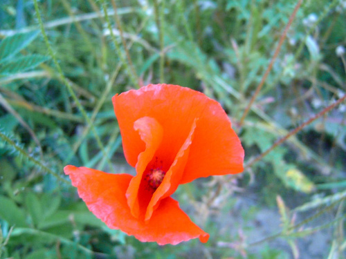 Kwiat Maku #mak #kwiat #natura #kiwatek #macro #makro #czerwien #dojzewanie #dojrzewanie #dizkosc