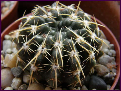 Notocactus mammulosus