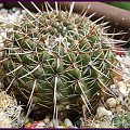 Notocactus submammulosus