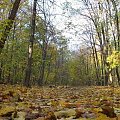 Jesienna wyprawa do lasu Bielańskiego