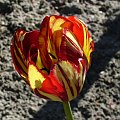 Tulipan #Roślina #flora #fauna #przyroda #ogród #wiosna #lato