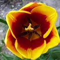 Tulipan #Roślina #flora #fauna #przyroda #ogród #wiosna #lato