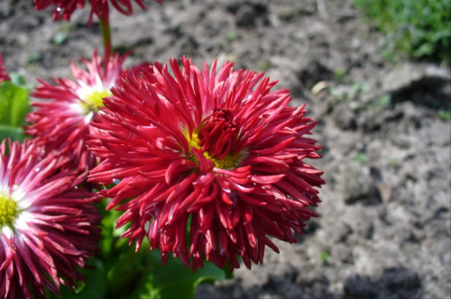 Stokrotka #Rośliny #ogród #fauna #flora #kwiaty #wiosna #lato