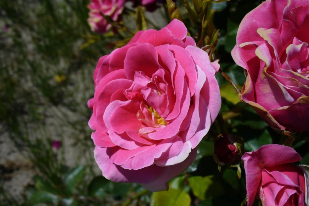 Róża #Roślina #ogród #przyroda #flora #fauna #kwiat #botanika