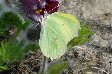 Listkowiec cytrynek #motyl #motyle #listkowiec #cytrynek #owady #przyroda #fauna