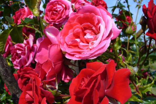 Róża #Ogród #flora #fauna #kwiaty #rośliny #botanika #wiosna #lato