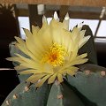 Astrophytum myriostigma v. nudum