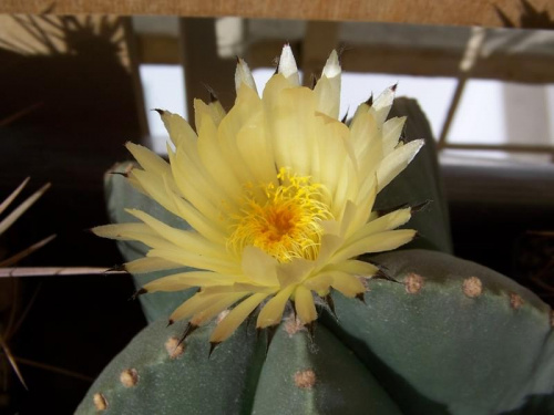 Astrophytum myriostigma v. nudum