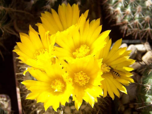 Parodia microsperma