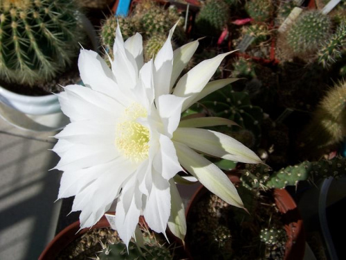 Echinopsis subdenudata