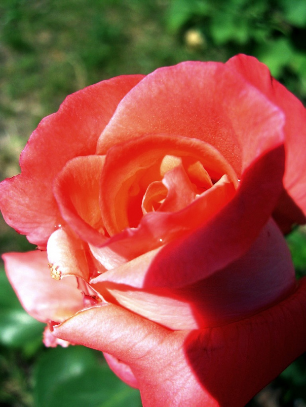 wreszcie zakwitła :) #ogród #róża