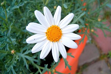 Kwiat Rumianku. #zakwit #drzewko #kwiatek #kwiat #lato #lisc #macro #makro #natura #ogród #owoc #rumianek #sad #zielen