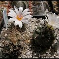 Turbinicarpus