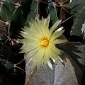 Astrophytum myriostigma