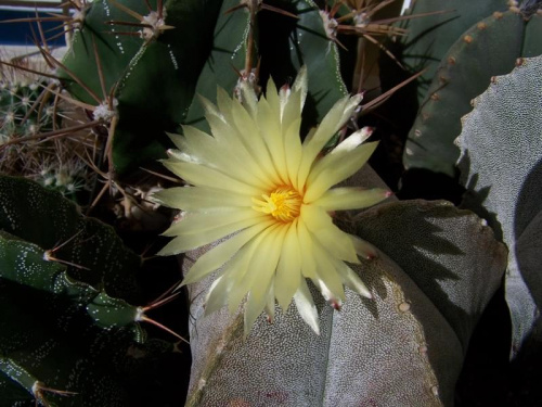 Astrophytum myriostigma