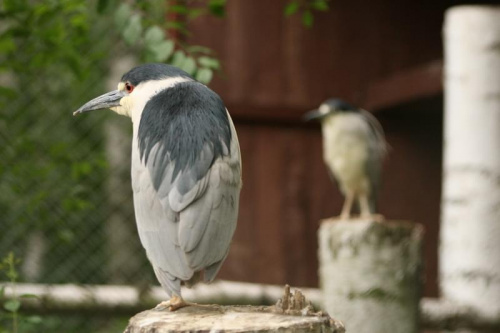 bydgoszcz zoo