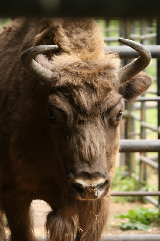 bydgoszcz zoo