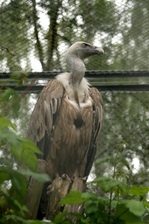 bydgoszcz zoo