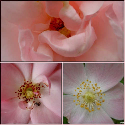Moje róże z bliska... #róże #WOgrodzie #piekno