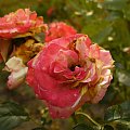 Trochę zwiędła róża :] #róża #ogród #kwiaty #rośliny