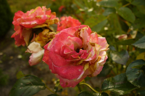 Trochę zwiędła róża :] #róża #ogród #kwiaty #rośliny