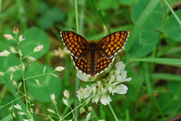 #owady #motyl