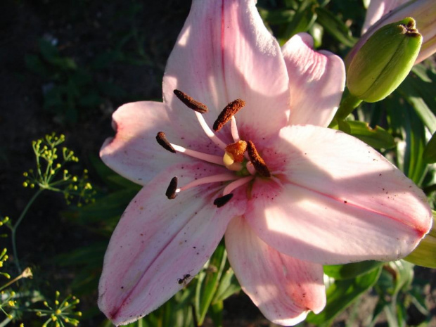 Lilie #kwiaty #ogród