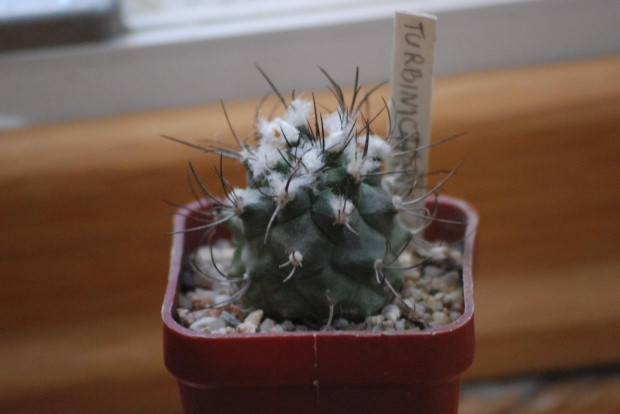 Turbinicarpus sp.