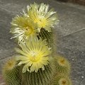 Notocactus leninghausii