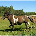 #konie #hucuły
