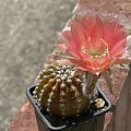 Echinopsis sp.