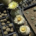 Astrophytum asterias cv supercabuto