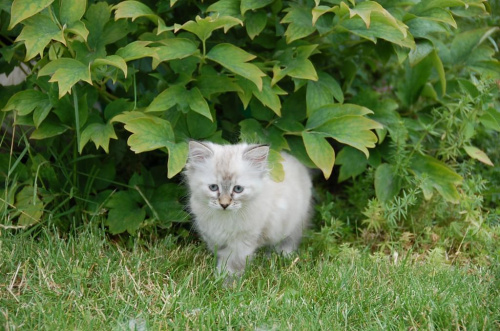Zdjęcia koteczki syberyjskiej- neva masquarade Limetki - 8 i 9 tygodni