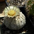 Astrophytum asterias cv supercabuto