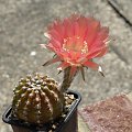 Echinopsis sp.