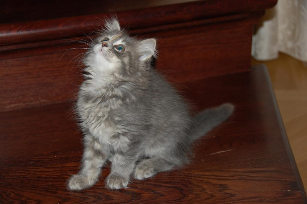 Zdjęcia koteczki syberyjskiej Landrynki - 8 i 9 tygodni