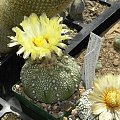 Astrophytum asterias cv supercabuto