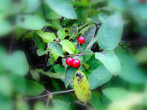 czerwone perełki #jesień #krzew #przyroda