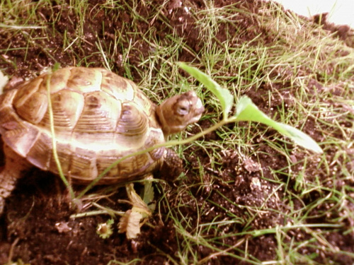 Xena i jej terrarium z nowym wystrojem