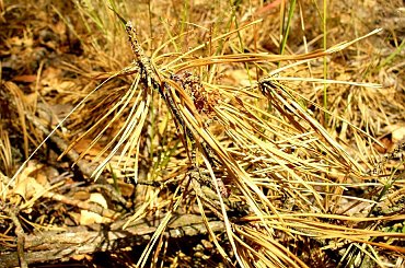 Uschnięte igły sosny #sosna #igły #przyroda #las #lato #drzewa #iglaste