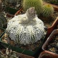 Astrophytum asterias cv supercabuto