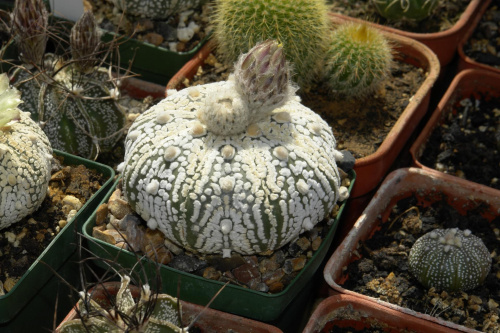 Astrophytum asterias cv supercabuto