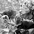 Pelargonia w wersji czarno-białej #pelargonia #rośliny #kwiaty #doniczkowe